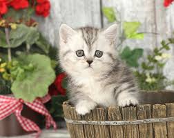 Lady Bug Shaded Silver Rug Hugger Kitten Persian Kittens For Sale Kittens Cutest Kittens