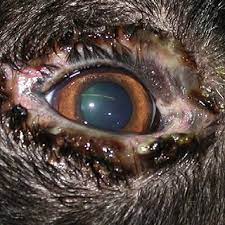 Black and white kitchen table nonexudative conjunctivitis in dogs. Pdf Canine Conjunctivitis And Blepharitis