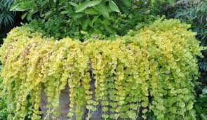Image result for Lysimachia
