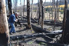 A year after southern Utah's Brian Head Fire, the aspens are bouncing back  in a surprising way that could strengthen the forest