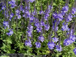 Veronica teucrium 'Shirley Blue'