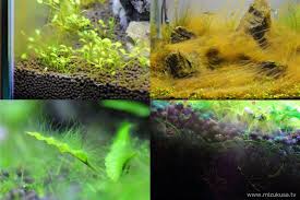 失敗しない為の水草の選び方 初心者向けおすすめの水草と種類 水草動画ブログ