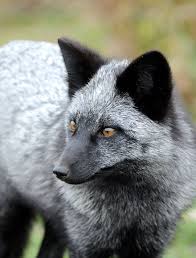 Black And Orange Fox Breed The Rare Beauty Of Black Foxes 45 Pics Fox Breeds Fox Species Animals