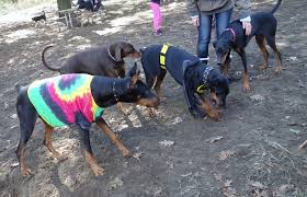Devis halloween costumes for dogs, black bat wings pet apparel, dog bat wings costume, puppy halloween costume cosplay, pet costume with dog leash for small medium dogs and cats. Doberman Halloween Party