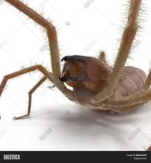 Because it is dangerous, is fast feed the camel spider a variety of insects every other day. Solifugae Camel Spider Image Photo Free Trial Bigstock