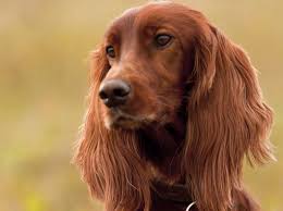 Uno De Los Mas Elegantes El Setter Irlandes Tambien Conocido Como Setter Irlandes Rojo Setter Irlandes Perros Razas De Perros