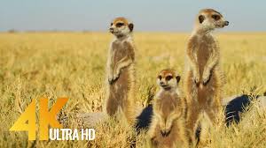 4k African Wildlife Cute Meerkats And Squirrels 4k Wildlife Video Africa Proartinc