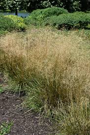Image result for Deschampsia cespitosa