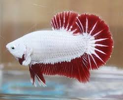 Betta dragon platinum red butterfly full mask ohm pk male. Platinum Red Dragon Hmpk Male 3 Betta Fish Tropical Fish Aquarium Fish