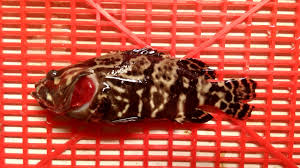 Check spelling or type a new query. Klasifikasi Morfologi Dan Habitat Ikan Kerapu Cantang Tafshare