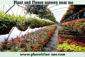 Plant And Flower Nursery Near Me In 2020 Fruit Tree Garden Wholesale Plants Plant Nursery