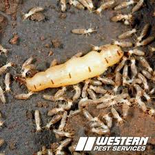 I think insects are fascinating. Termite Pictures Photo Gallery With Images Western Pest Services