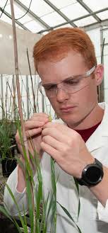 DRR18-19 Director's Report of Research in Kansas, 2018 and 2019