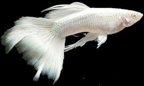 35 Different Types Of Guppies In The World With Beautiful Pictures Guppy Fish Fish Guppy