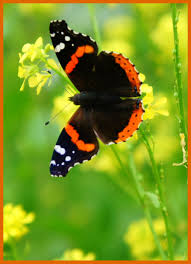 Red Admiral Butterfly Caterpillar Hosts Plants Of The Nettle Family Urticaceae Including Stinging Nettle Urtica Dioica Kelebekler Cicek Ve Hayvanlar