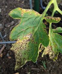 Image result for Septoria leaf spot of tomato