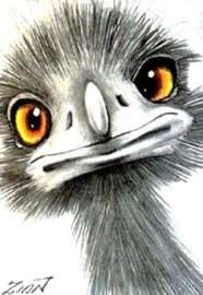 Emu By Alanzinn Redbubble In 2020 Emus Art Pelican Art Bird Art