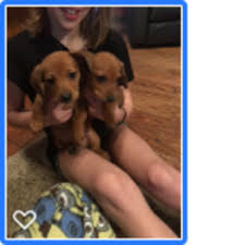 Get healthy pups from responsible and professional breeders at puppyspot. View Ad Dachshund Litter Of Puppies For Sale Near Oklahoma Chelsea Usa Adn 121331