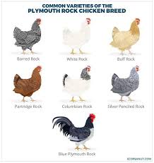 Plymouth Rock Chicken Breed Guide Plymouth Rock Chicken Plymouth Rock Chicken Breeds