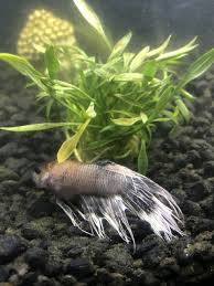 Bloated Pale Betta Dropsy My Aquarium Club