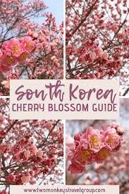 South Korea Cherry Blossom Guide When And Where For Cherry Blossom Cherry Blossom Blossom Pink And White Flowers
