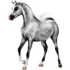 Image result for howrse fun page pics