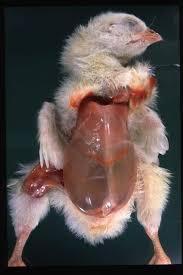 Natural ways to manage symptoms. Ascites Syndrome In Poultry Poultry Veterinary Manual