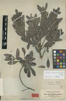 Image result for Euclea schimperi