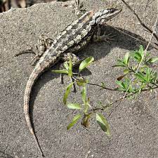 Texas Spiny Lizard Turns out shingleback lizards give birth to the biggest babies in earth!.for their size anyway.
