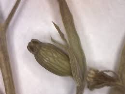 Image result for Thesium chimanimaniense