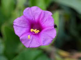 Image result for Mirabilis