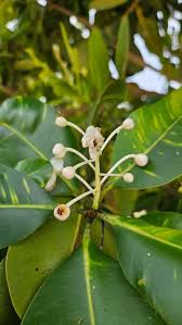 Image result for Calophyllum inophyllum
