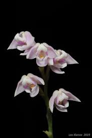 Image result for Polystachya dendrobiiflora