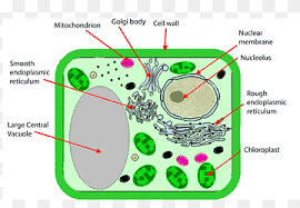 We did not find results for: Plant Cell Cell Wall Chloroplast Organelle Plant Angle Cell Cell Membrane Png Pngwing