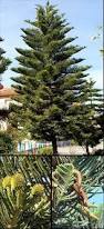 Image result for Araucaria columnaris