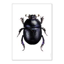 Affiche Scarabee Anoplotrupes Stercorosus Art D Insecte Scarabee Dessin Noir Et Blanc