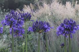 Image result for Agapanthus inapertus