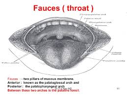 • depress middle third of tongue with tongue depressor and scoop tongue forward to visualize tonsils • note size and inspect for. Faucial Pillars Meaning