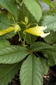 Image result for Impatiens lutzmanniae