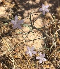 Image result for Iphigenia pauciflora