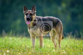 821 beğenme · 10 kişi bunun hakkında konuşuyor. Beautiful Young Black German Shepherd Dog Wandposter Poster Aussehen Jahreszeit Stammbaum Myloview De