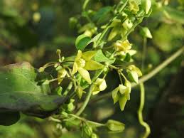Image result for Cynanchum orangeanum
