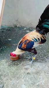 Father&son , Pure sweater x Popeye grey