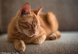 Tumours of the deeper brain tissue are also common, which we group together and term 'glioma'. Common Parasite Spread By Cats And Undercooked Meat May Increase Risk Of Aggressive Brain Cancer Daily Mail Online