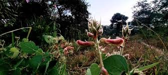 Image result for Fuirena pachyrrhiza