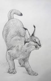 мои руки не крылья да и люди не птицы Sketch Olivcem Karakal Pencil Sketch Caracal Caracal Animal Drawings Drawings