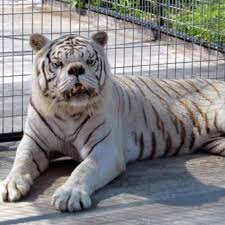 Kenneth The Inbred White Tiger With Down Syndrome Home Facebook
