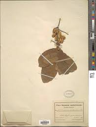 Image result for Combretum pisoniiflorum