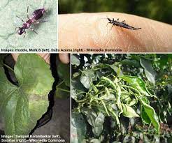 Fungus gnats or fruit flies? Houseplant Pests Types Identification And Control Pictures