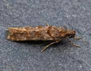 Image result for Teleiopsis diffinis